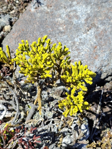 Veronica tetragona observed 2026-10-17