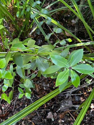 Pittosporum cornifolium observed 2026-10-17
