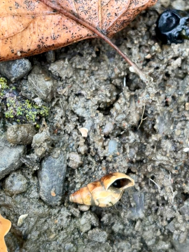 Goniobasis livescens, 2026-10-16