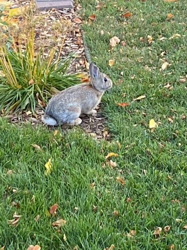 Mountain Cottontail observed by bob73