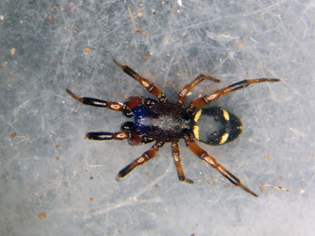 Ant Comb-Footed Spider, photo 1 of 7