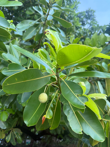 Calophyllum inophyllum observed 2026-10-16