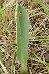 Erigeron primulifolius