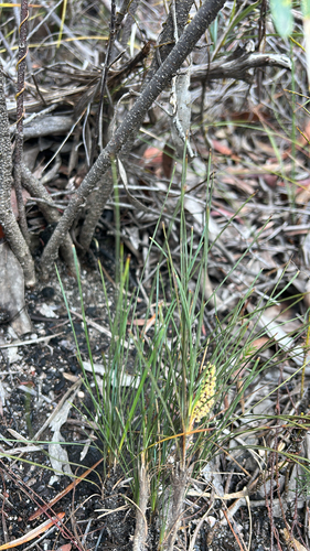Lomandra glauca observed 2026-10-17