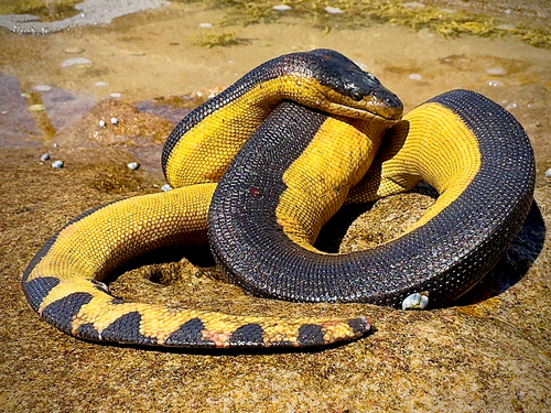 Hydrophis platurus observed 2026-10-17
