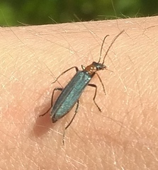 Oedemera croceicollis