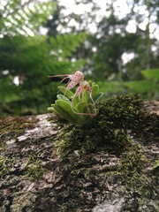 Masdevallia picturata