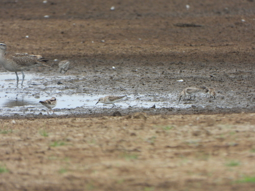 iNaturalist image