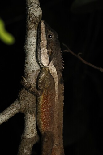 Lophognathus temporalis observed 2026-10-16