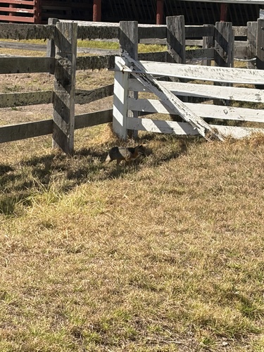 Santa Rosa Island Fox observed by bdcampbel
