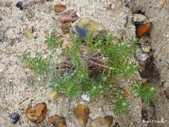 Helichrysum stoechas