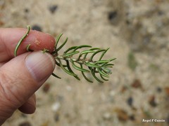 Helichrysum stoechas