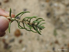 Helichrysum stoechas