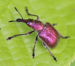 Rhynchites auratus