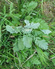 Jacobaea × albescens
