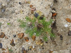 Helichrysum stoechas