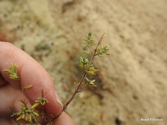 Thymus vulgaris