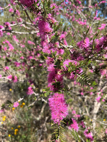 Melaleuca wilsonii observed 2026-10-17