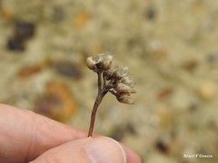 Helichrysum stoechas