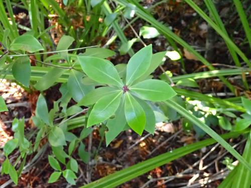 Pittosporum cornifolium observed 2026-10-17