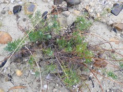 Helichrysum stoechas