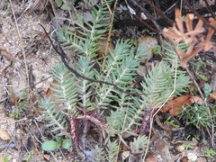 Petrosedum sediforme