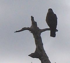 Daptrius chimango chimango