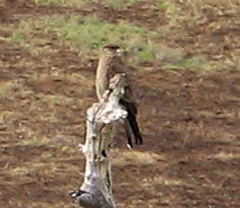 Daptrius chimango chimango