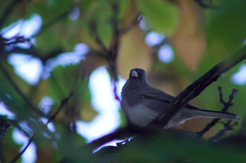 Dark-eyed Junco