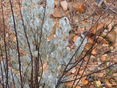 Cistus atriplicifolius