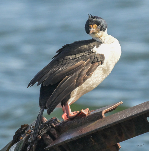 iNaturalist image
