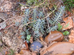 Petrosedum sediforme