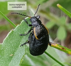 Arima marginata
