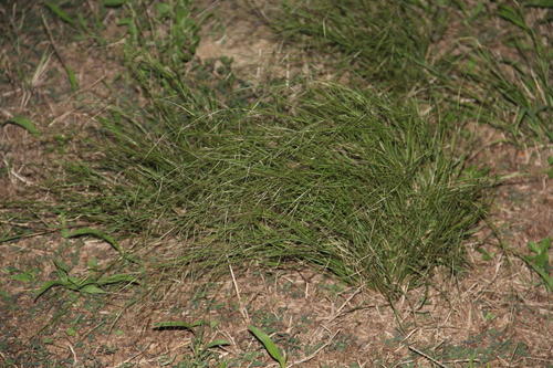 Aristida oligantha observed 2026-10-16