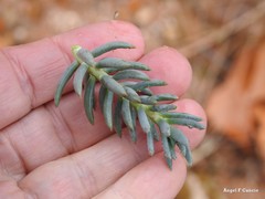 Petrosedum sediforme