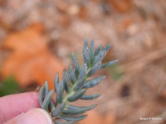 Petrosedum sediforme