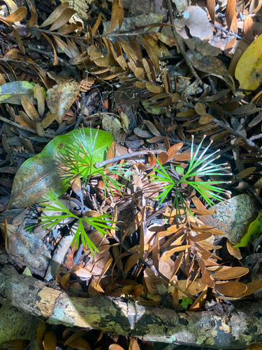 Schizaea dichotoma observed 2026-10-17