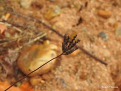 Petrosedum sediforme
