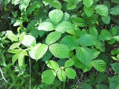 Rubus newbouldii