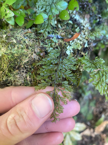 Hymenophyllum polyanthos observed 2026-10-17