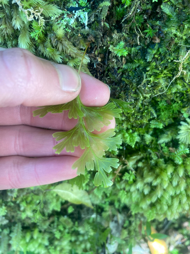 Hymenophyllum dilatatum observed 2026-10-17