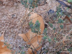 Gypsophila struthium