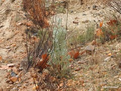 Cistus atriplicifolius
