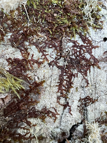 Frullania tamarisci observed 2026-10-16