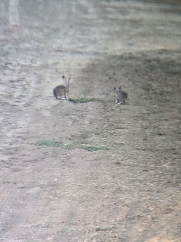 Black-tailed Jackrabbit observed by calbonn