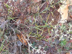 Reseda phyteuma