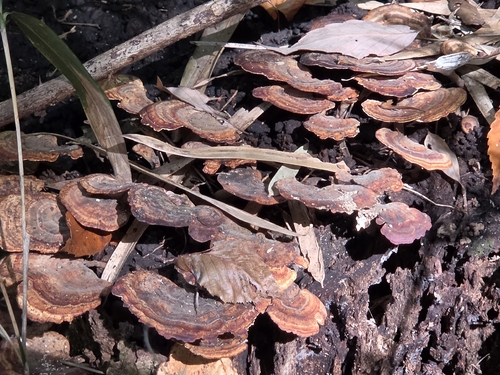 Microporus affinis observed 2026-10-17