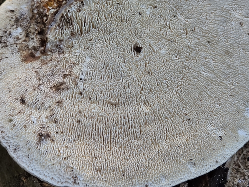 Trametes elegans observed 2026-10-17