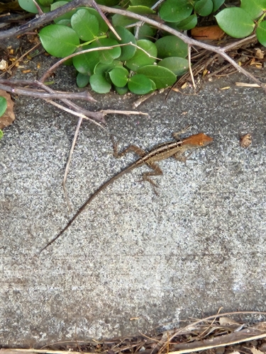 Anolis sagrei observed 2026-10-16