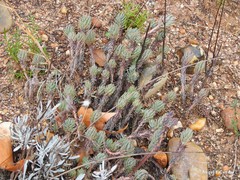 Petrosedum sediforme